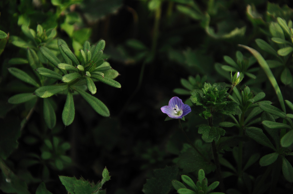 春をみつけに#04