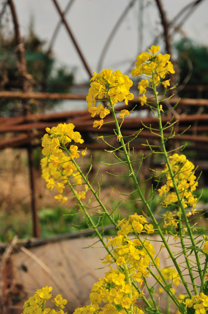 春をみつけに#03