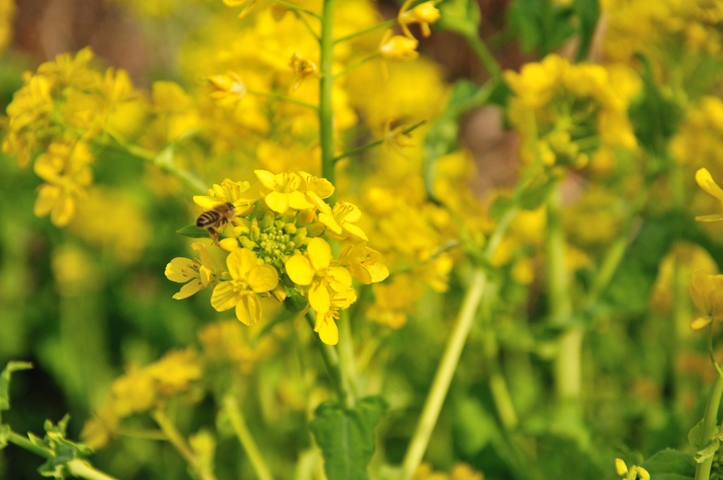 春をみつけに#05