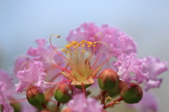 百日紅1
