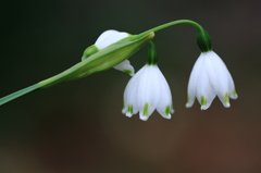 スノーフレーク