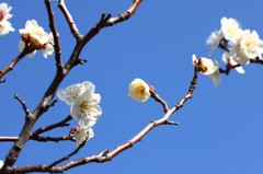 青空と梅