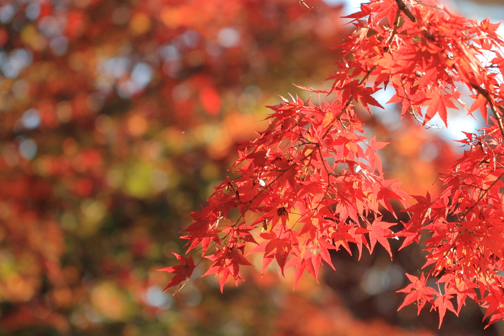 紅葉