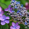 雨の日の紫陽花8