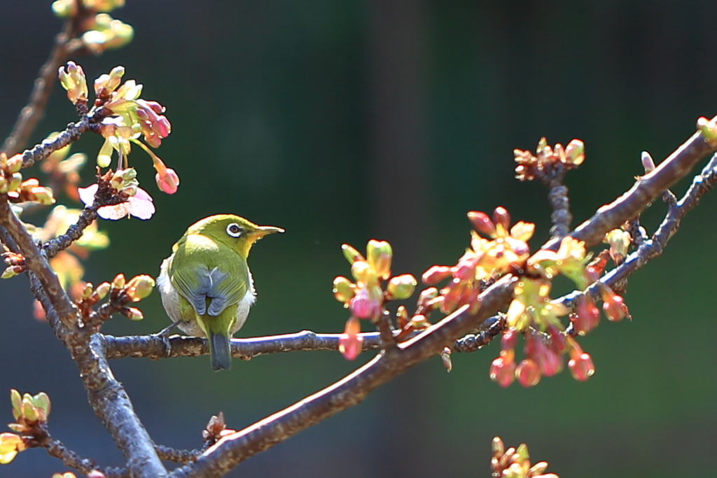 メジロと河津桜