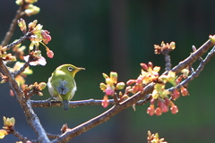 メジロと河津桜