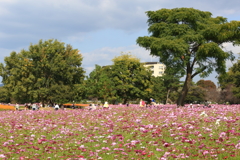 武庫川コスモス園7