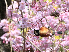 枝垂桜と山雀1