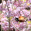 枝垂桜と山雀1