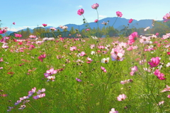 亀岡・夢コスモス園3