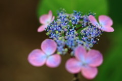 紫陽花
