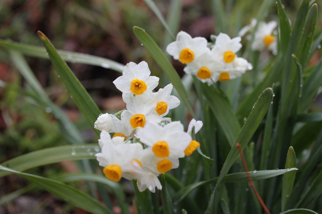 雨後の水仙3