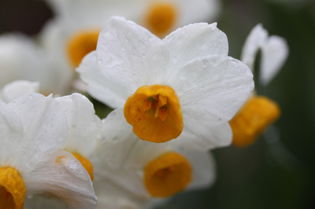 雨後の水仙2