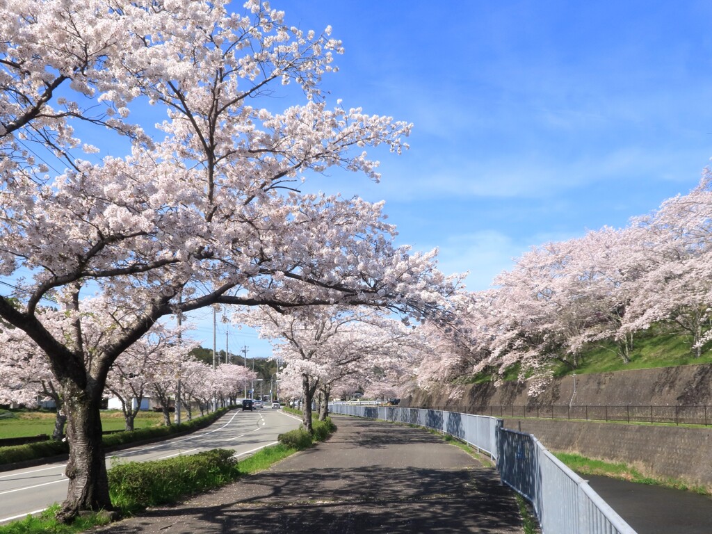 桜並木