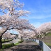 桜並木