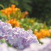 紫陽花