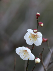 服部緑地公園の白梅