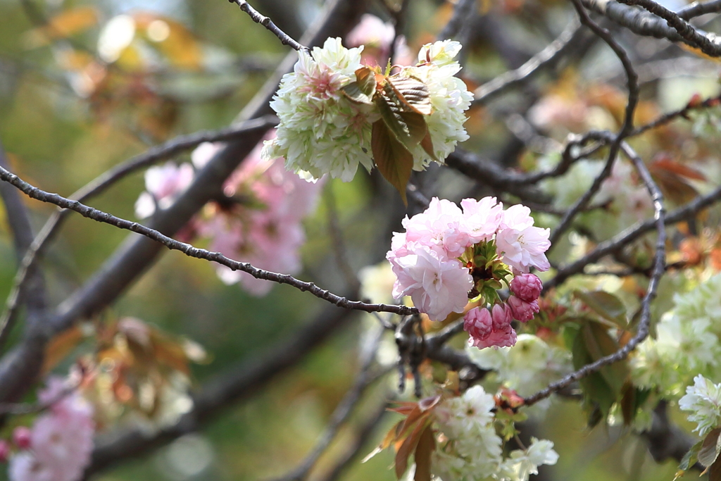 八重桜とギョイコウ