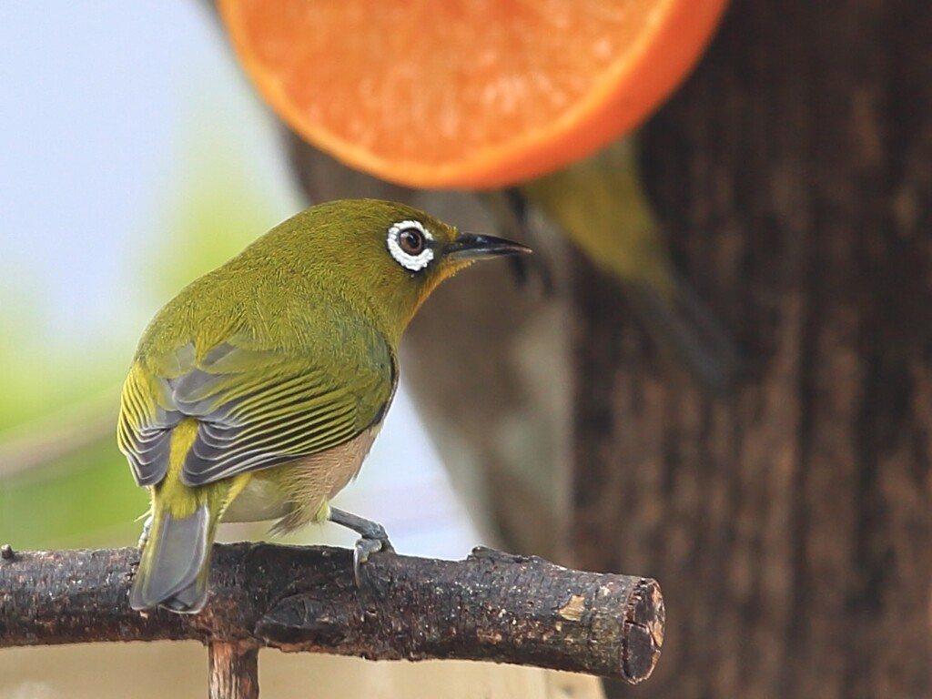 メジロの近接写真