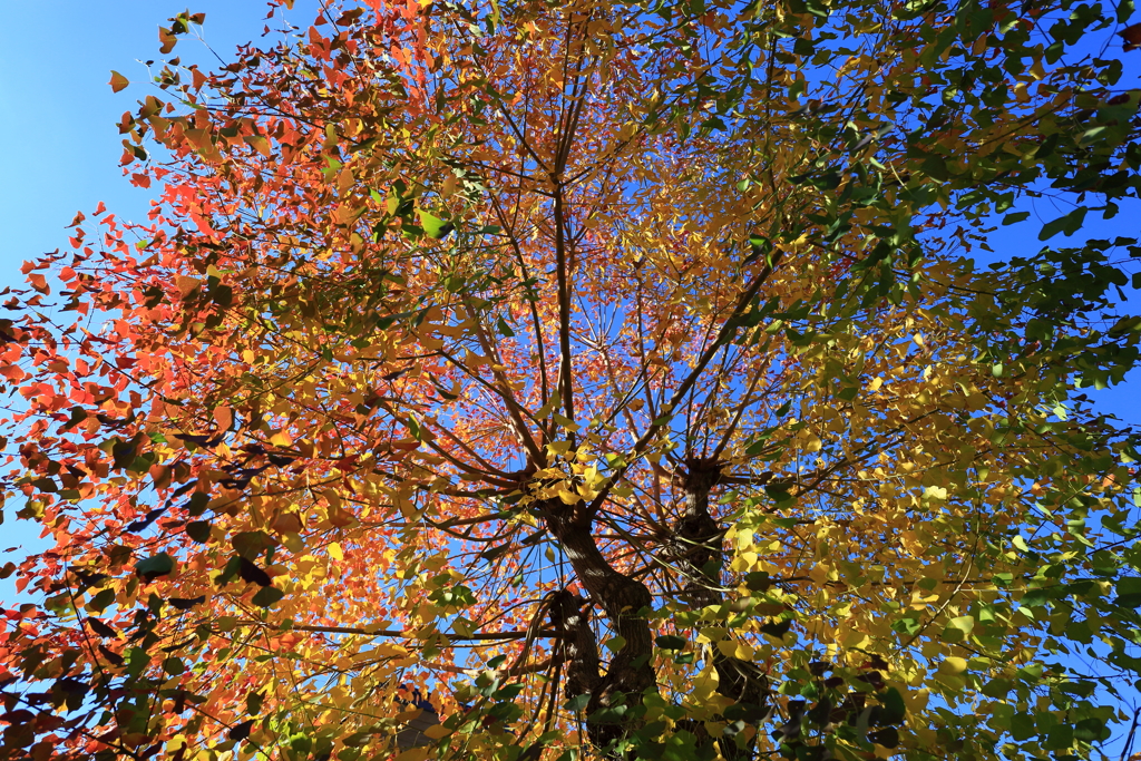 晩秋の街路樹4