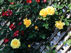 荒牧バラ公園2