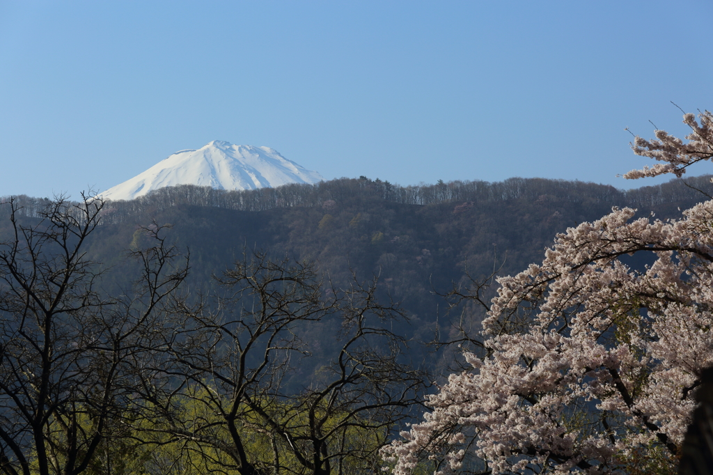 桜と富士