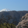 桜と富士