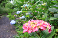 雨後の紫陽花