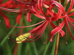 彼岸花1