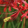 彼岸花1