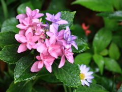 雨の日の紫陽花1