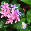 雨の日の紫陽花1
