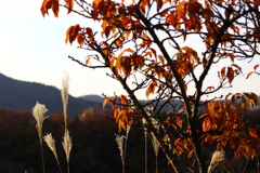 晩秋1