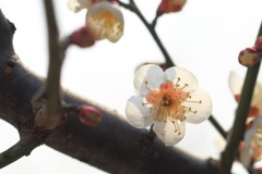 白梅