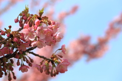 淀の河津桜1