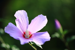 夕陽に輝く芙蓉の花