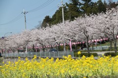 桜まつり2