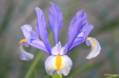 公園で見かけた花達3
