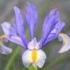 公園で見かけた花達3