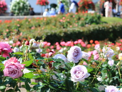 荒牧バラ公園3