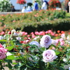 荒牧バラ公園3