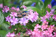 三室戸寺庭園の紫陽花