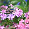 三室戸寺庭園の紫陽花