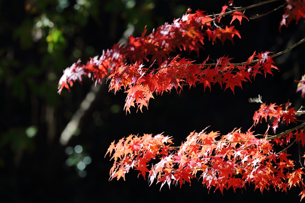 紅葉