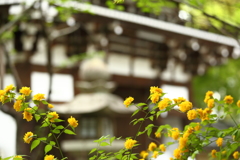 松尾大社のヤマブキ2