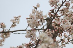 桜とヒヨドリ1