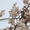 桜とヒヨドリ1