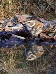 逆さツグミ