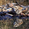 逆さツグミ