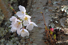 桜まつり1